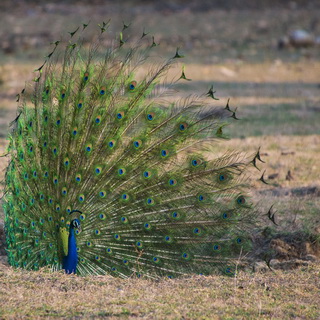 Bandhavgarh - Peacock